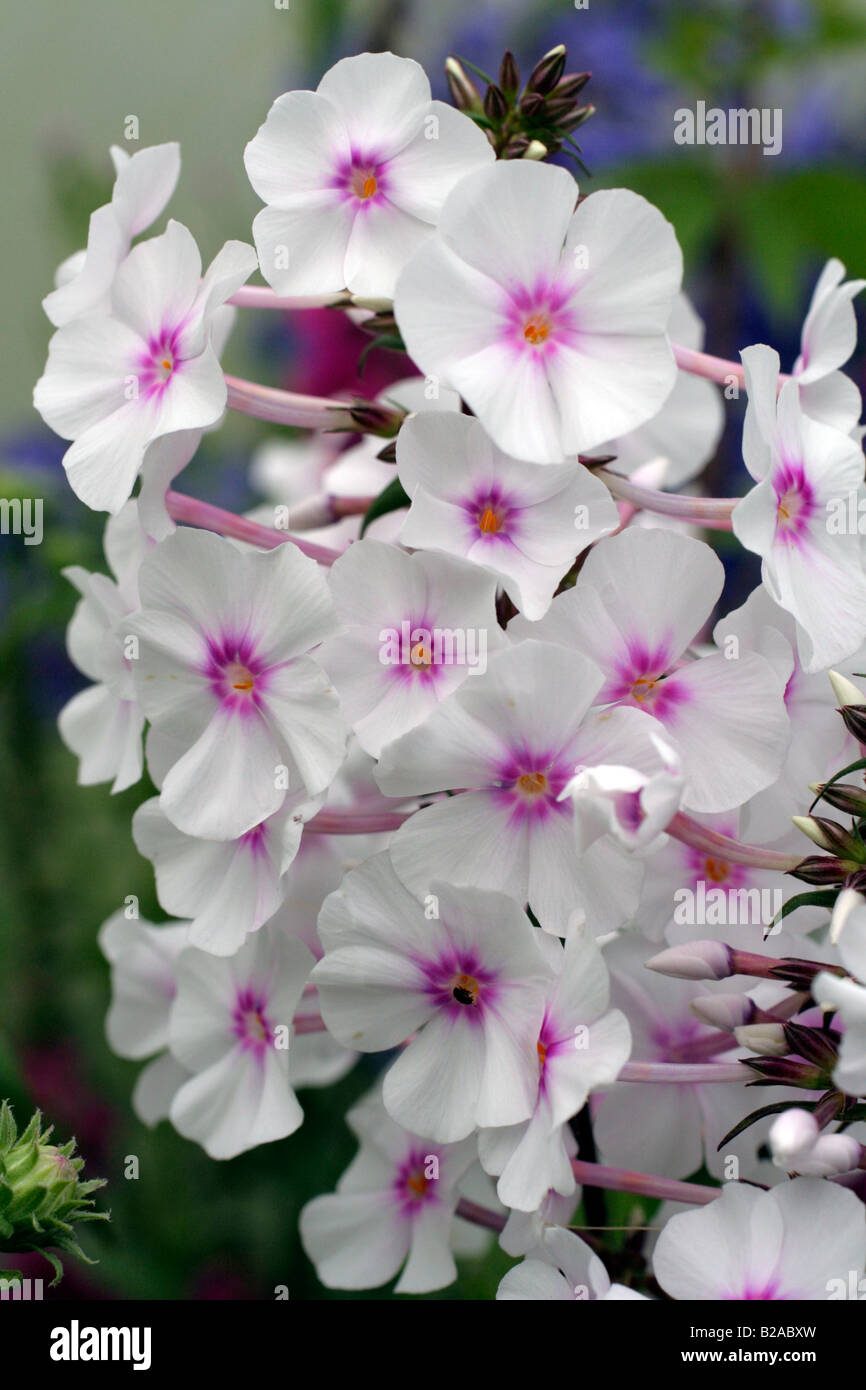 PHLOX MACULATA DELTA Stockfoto