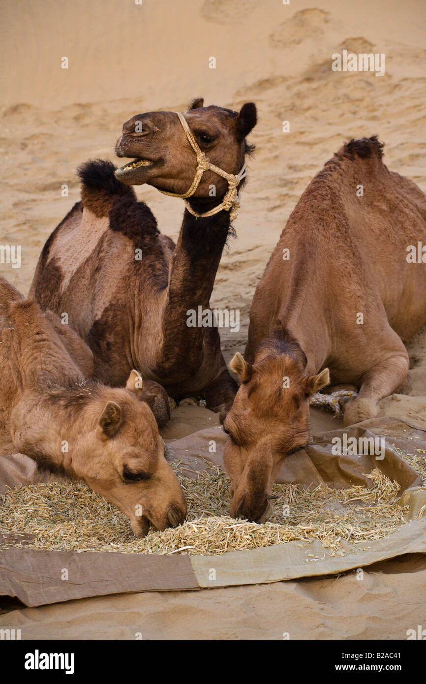 Kamele Camelus Bactrianus fressen Heu in der THAR-Wüste in der Nähe von JAISALMER während einer SAFARI RAJASTHAN Indien Stockfoto