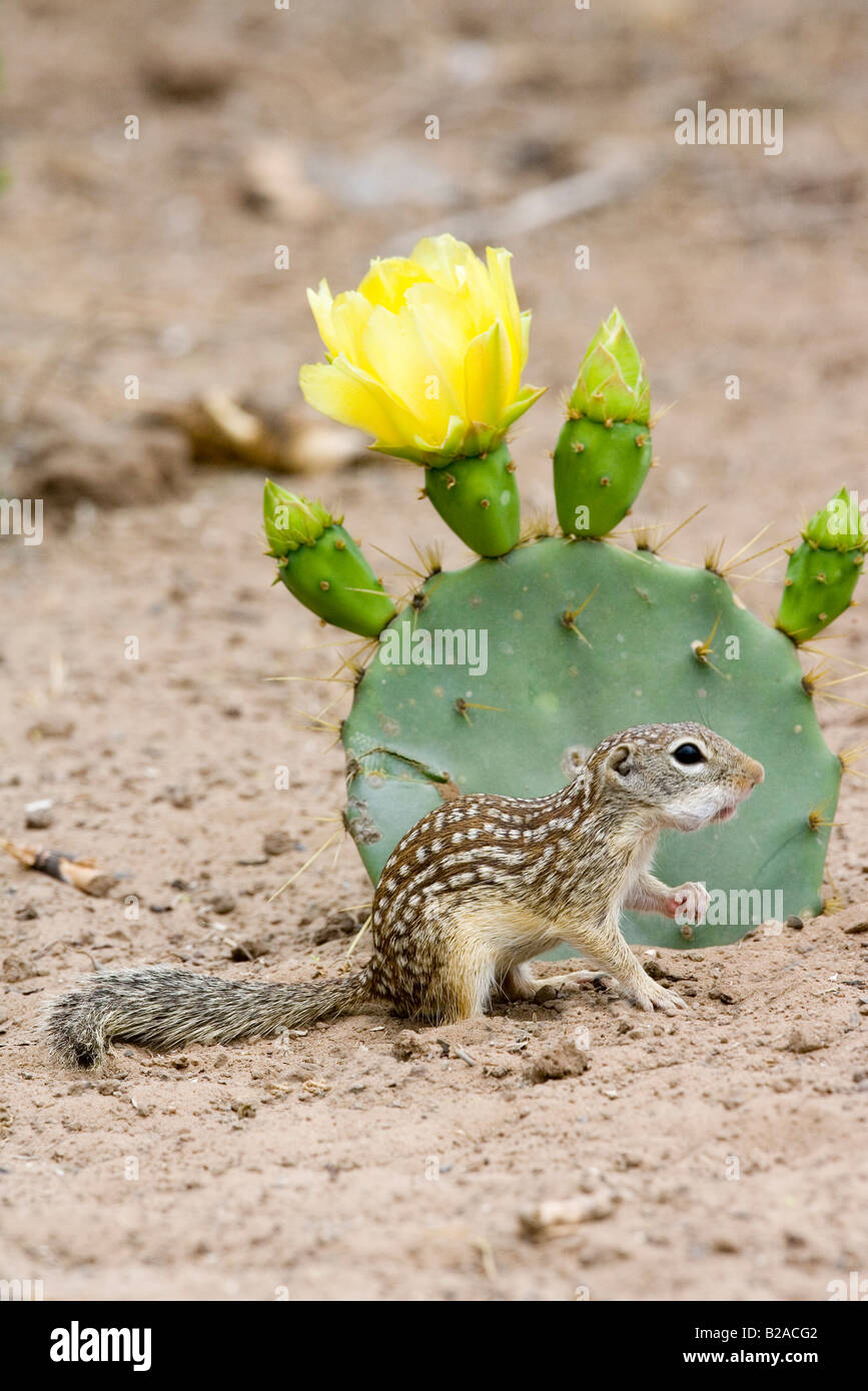 Mexikanischer Ziesel Spermophilus Mexicanus Rio Grande City Texas USA 31 März Erwachsene Sciuridae Stockfoto