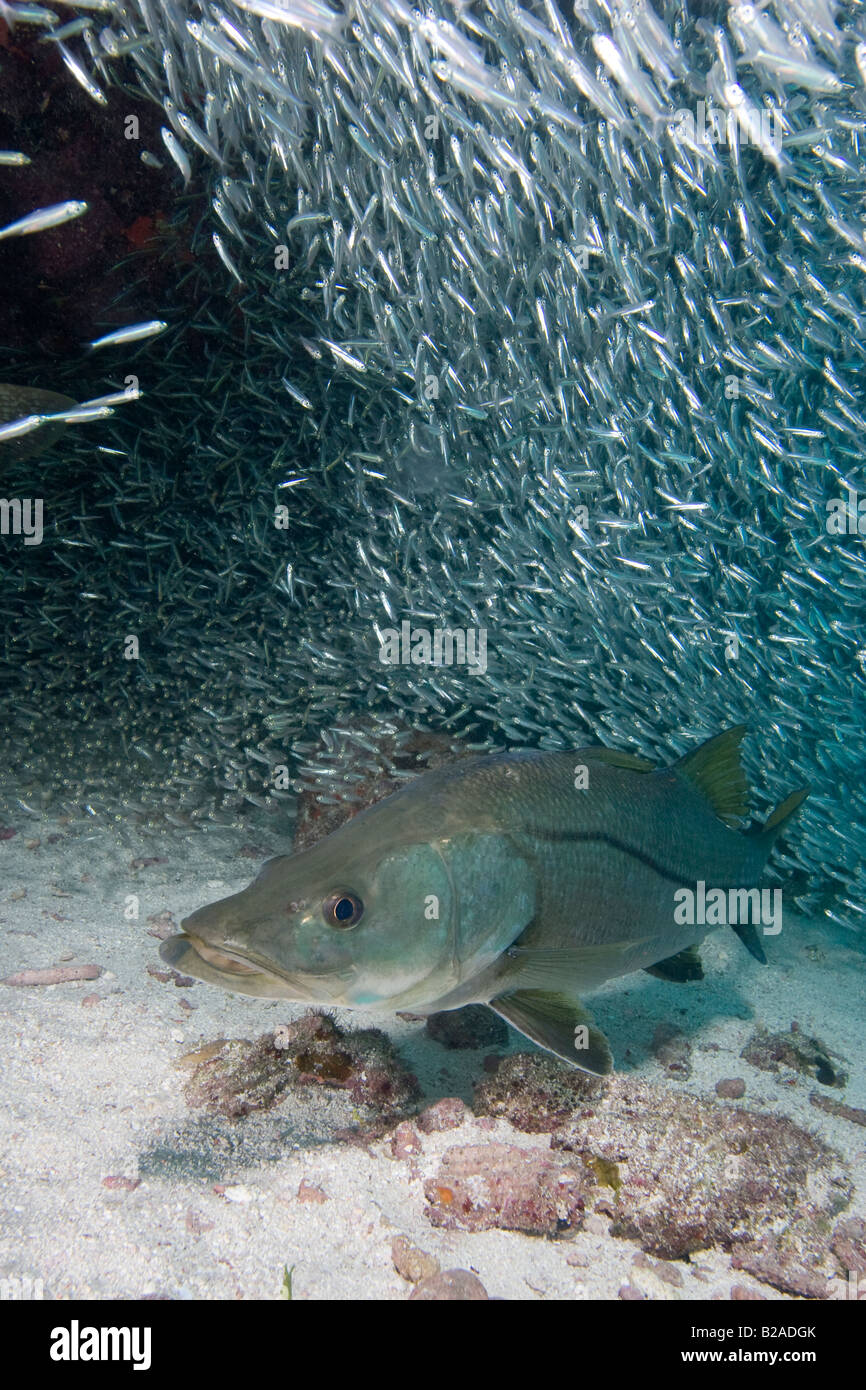 Snook, Centropomus undecimalis, unter Wasser in den Florida Keys Stockfoto