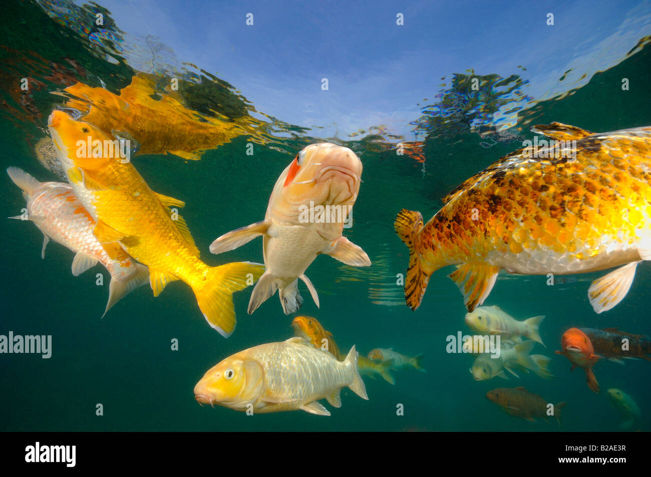 Koi karpfen Fotos und Bildmaterial in hoher Auflösung Alamy
