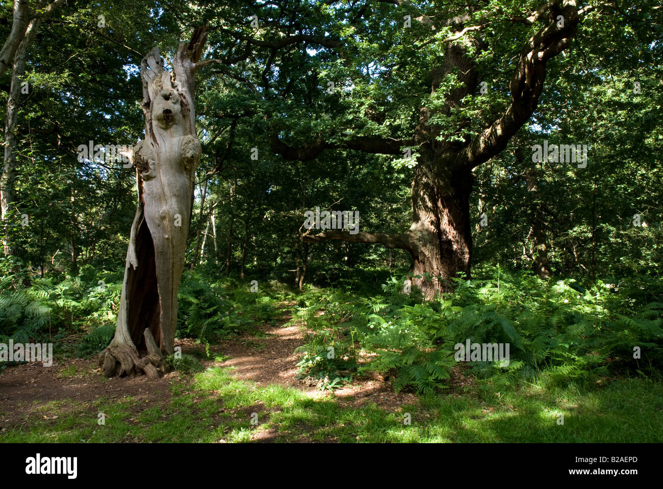 Leben und tot alten Eichen im Sherwood forest Stockfoto