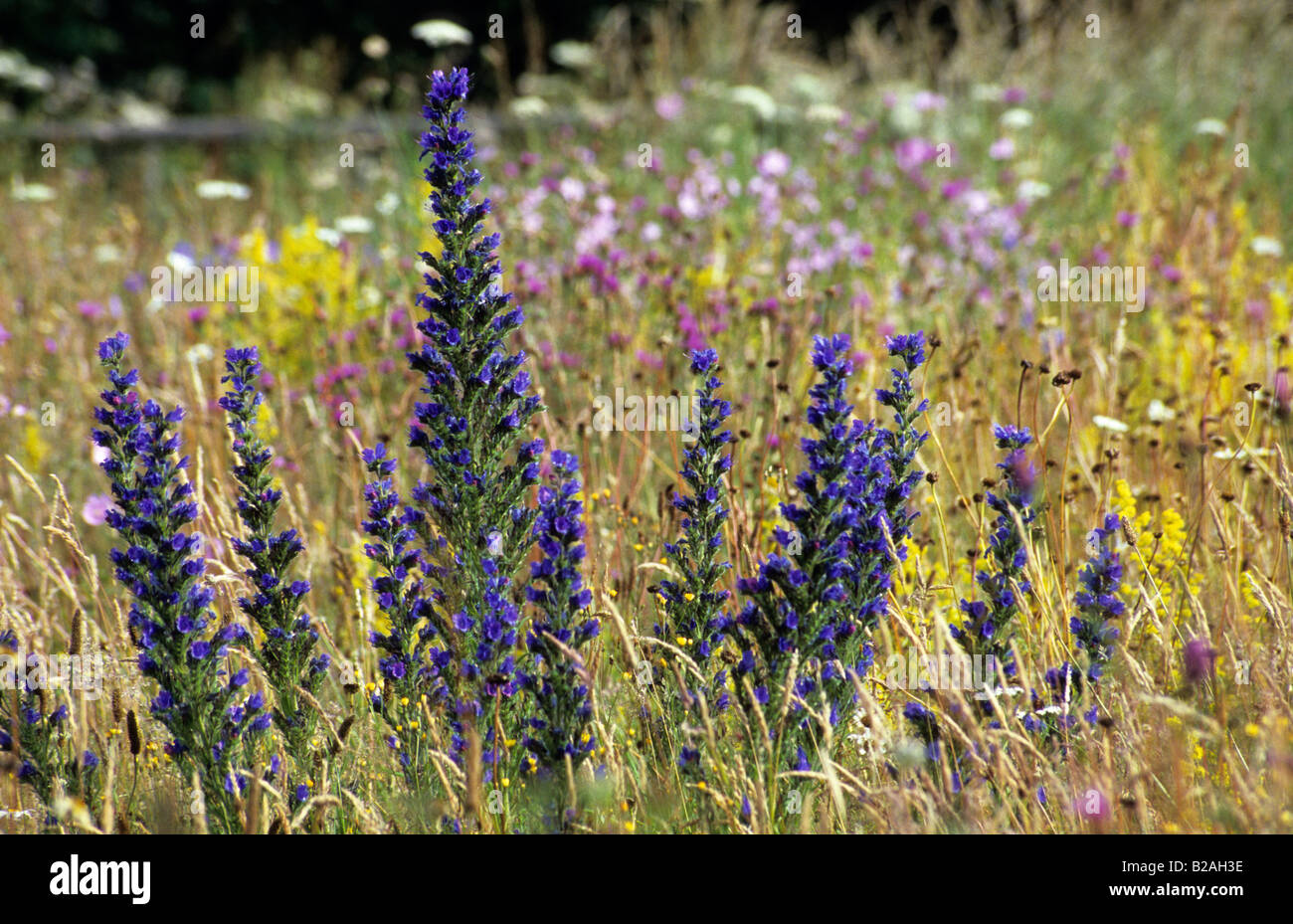 Die Oast Houses Hampshire viper's Bugloss Echium Vulgare in Wiese Viper Stockfoto