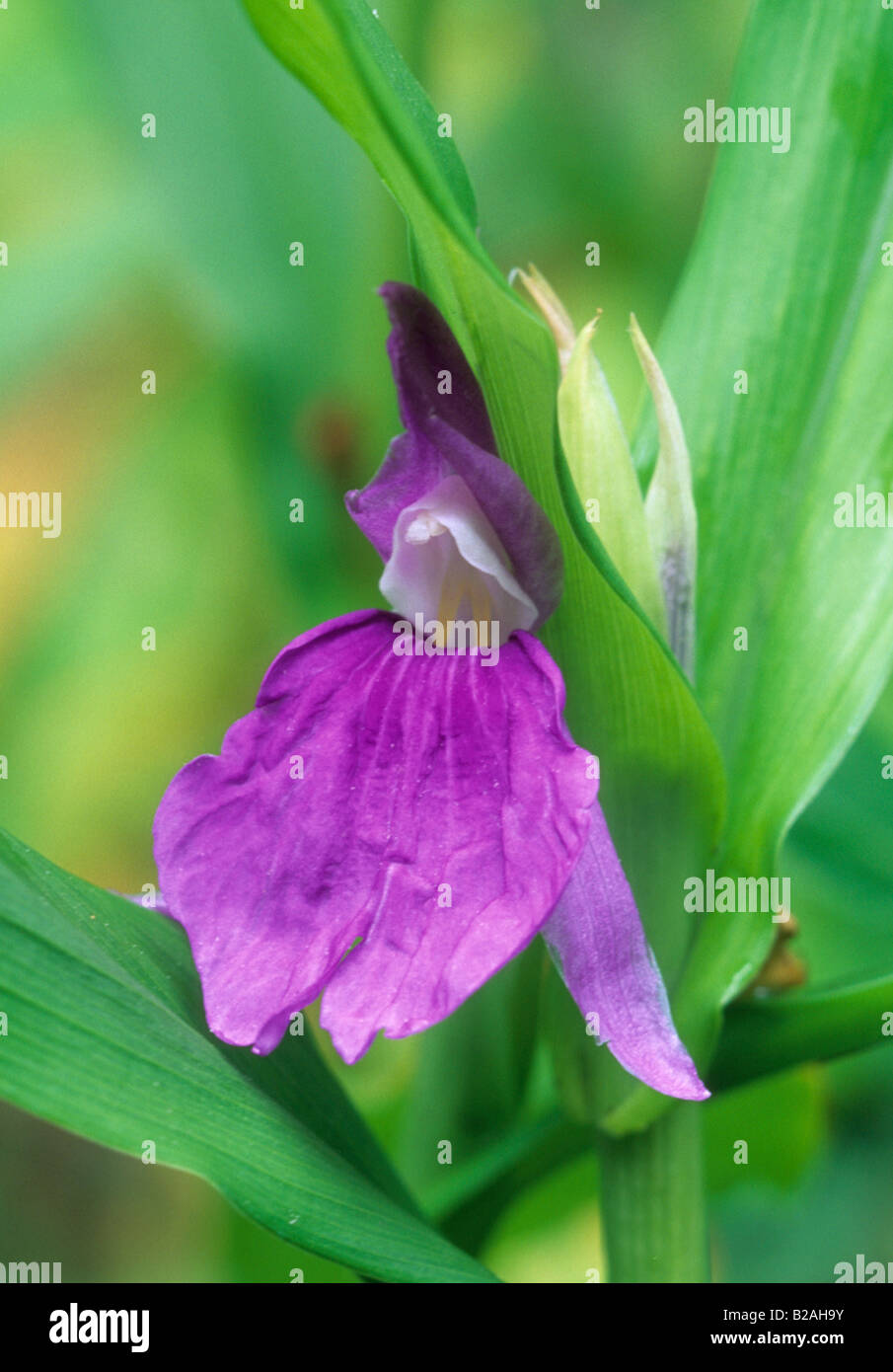 Roscoea Purpurea Syn procera Stockfoto