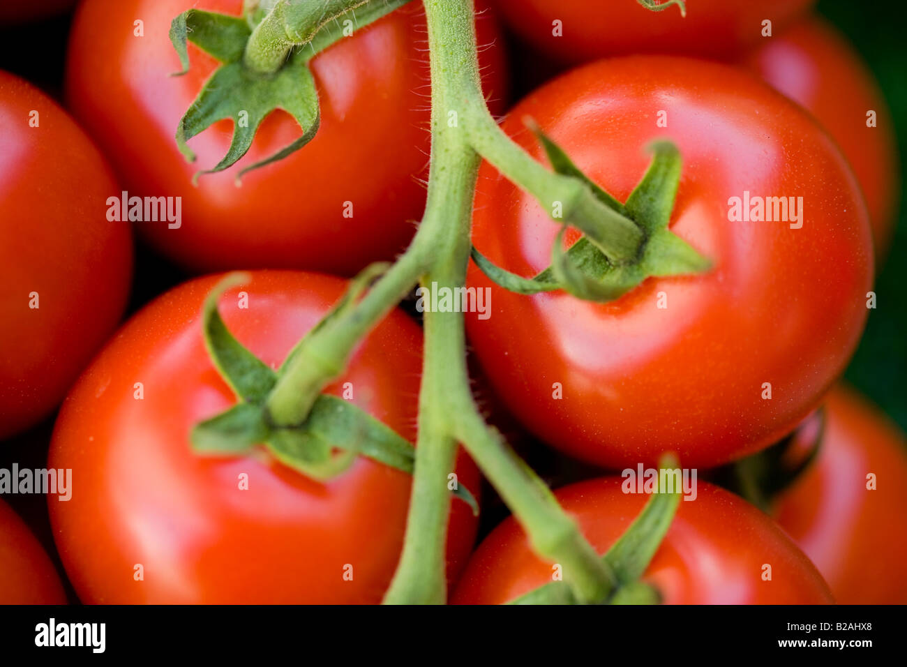 Tomate, Gemüse, Obst, Weinrebe, weiß, Hintergründe, frische, Lebensmittel, Makro, isoliert, Tau, Bio, nass, rot, gesundes Essen, Dr. Stockfoto