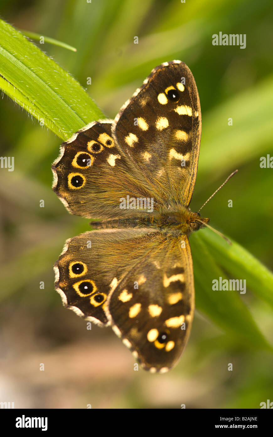 gesprenkelte Holz Schmetterling Stockfoto