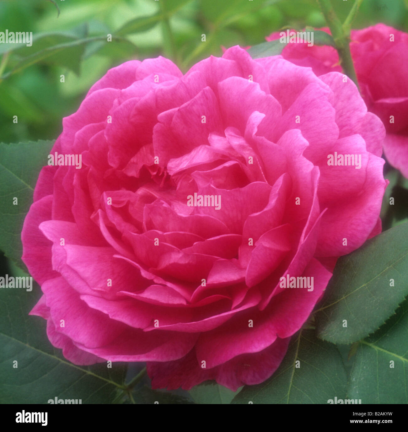 moderne Strauchrose Rosa edle Anthony Stockfoto