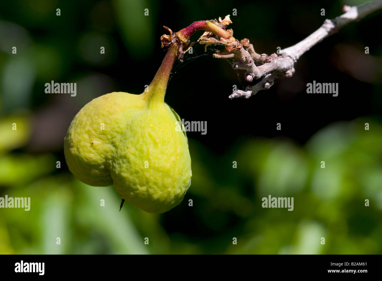 Mexikanische Buckeye Ungnadia Speciosa Obst Stockfoto