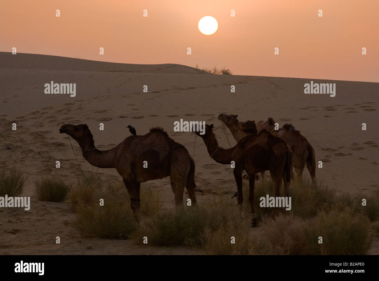 Kamele Camelus Bactrianus scheinen gerne den Sonnenuntergang in der THAR-Wüste in der Nähe von JAISALMER RAJASTHAN Indien Stockfoto