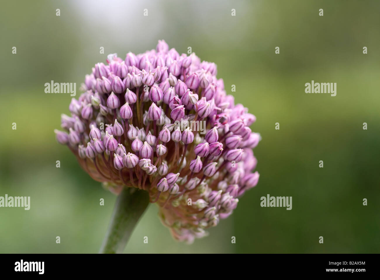 Ein Lauch Blüte auf eine Lauch links drehen bis zum Samen gebildet. Stockfoto