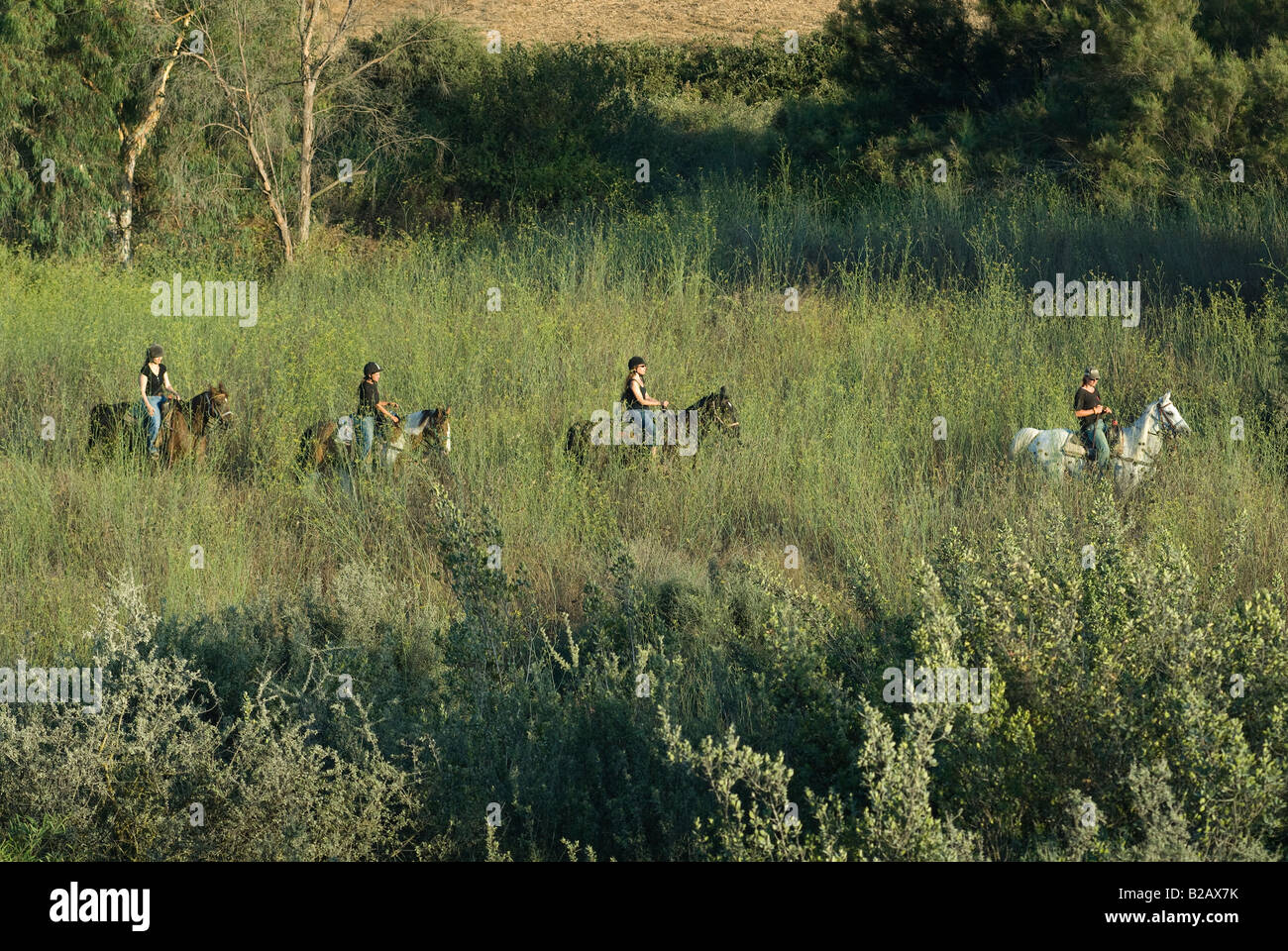 Israelische Frauen Reitpferde im Menashe Höhen oder Ramot Menashe befindet sich auf dem Carmel Bereich Nordisrael Stockfoto