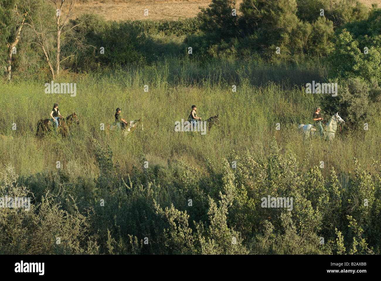Israelische Frauen Reitpferde im Menashe Höhen oder Ramot Menashe befindet sich auf dem Carmel Bereich Nordisrael Stockfoto
