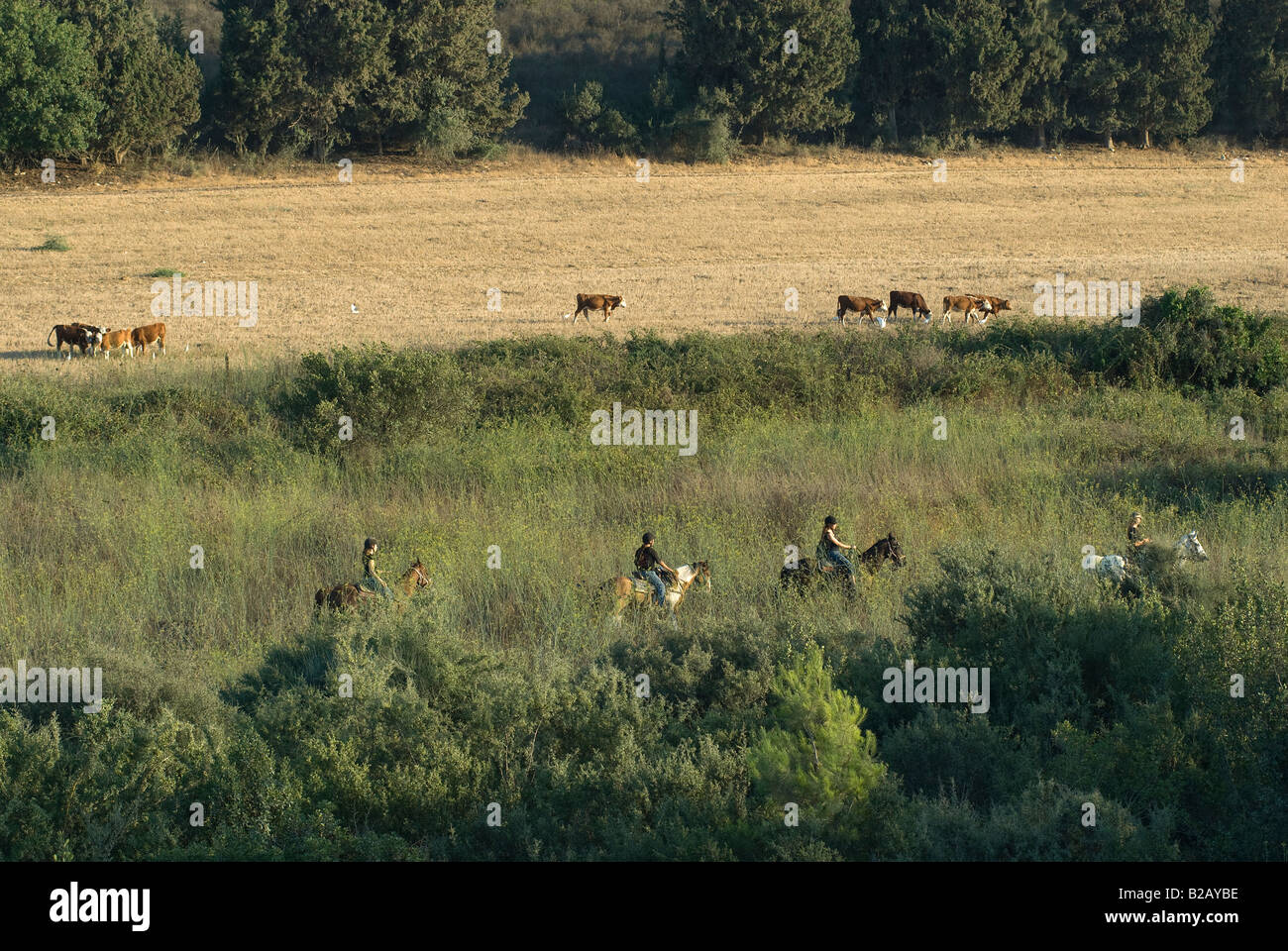 Israelische Frauen Reitpferde im Menashe Höhen oder Ramot Menashe befindet sich auf dem Carmel Bereich Nordisrael Stockfoto