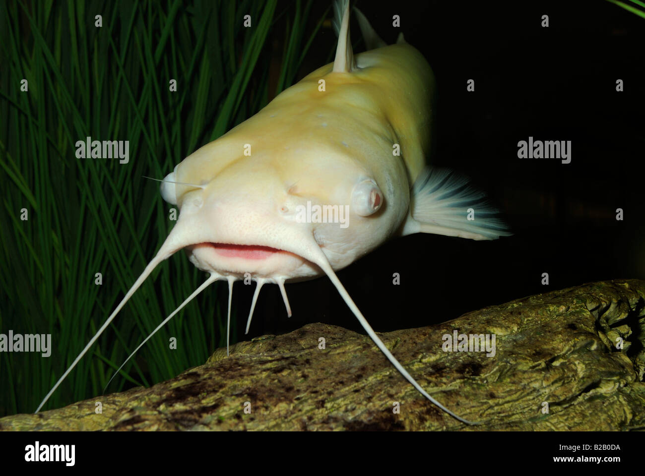 Kanal-Wels Ictalurus Punctatus Albino Florida Stockfoto