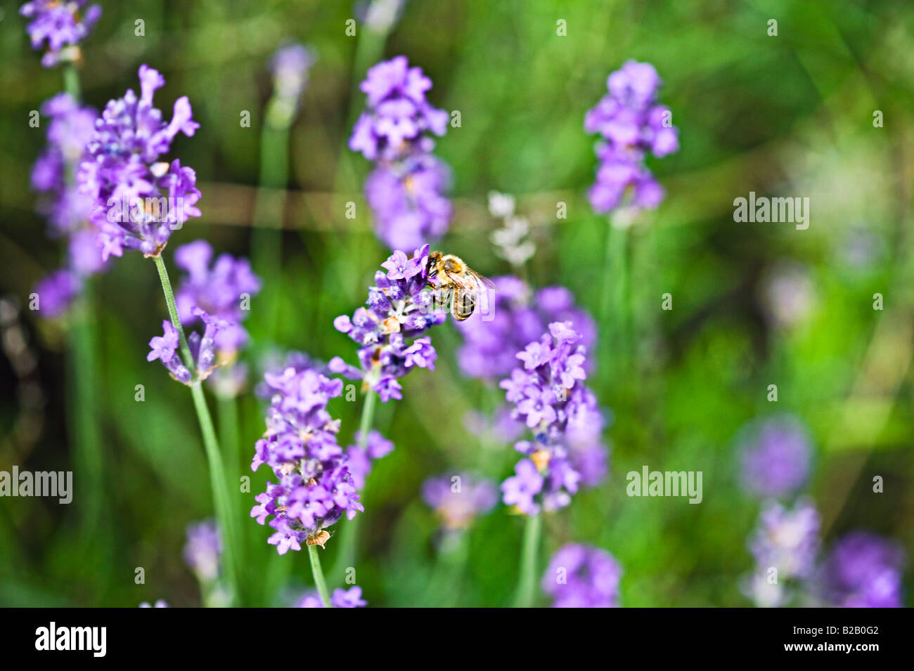Honigbiene, die ernähren sich von Nektar Lavendel Stockfoto