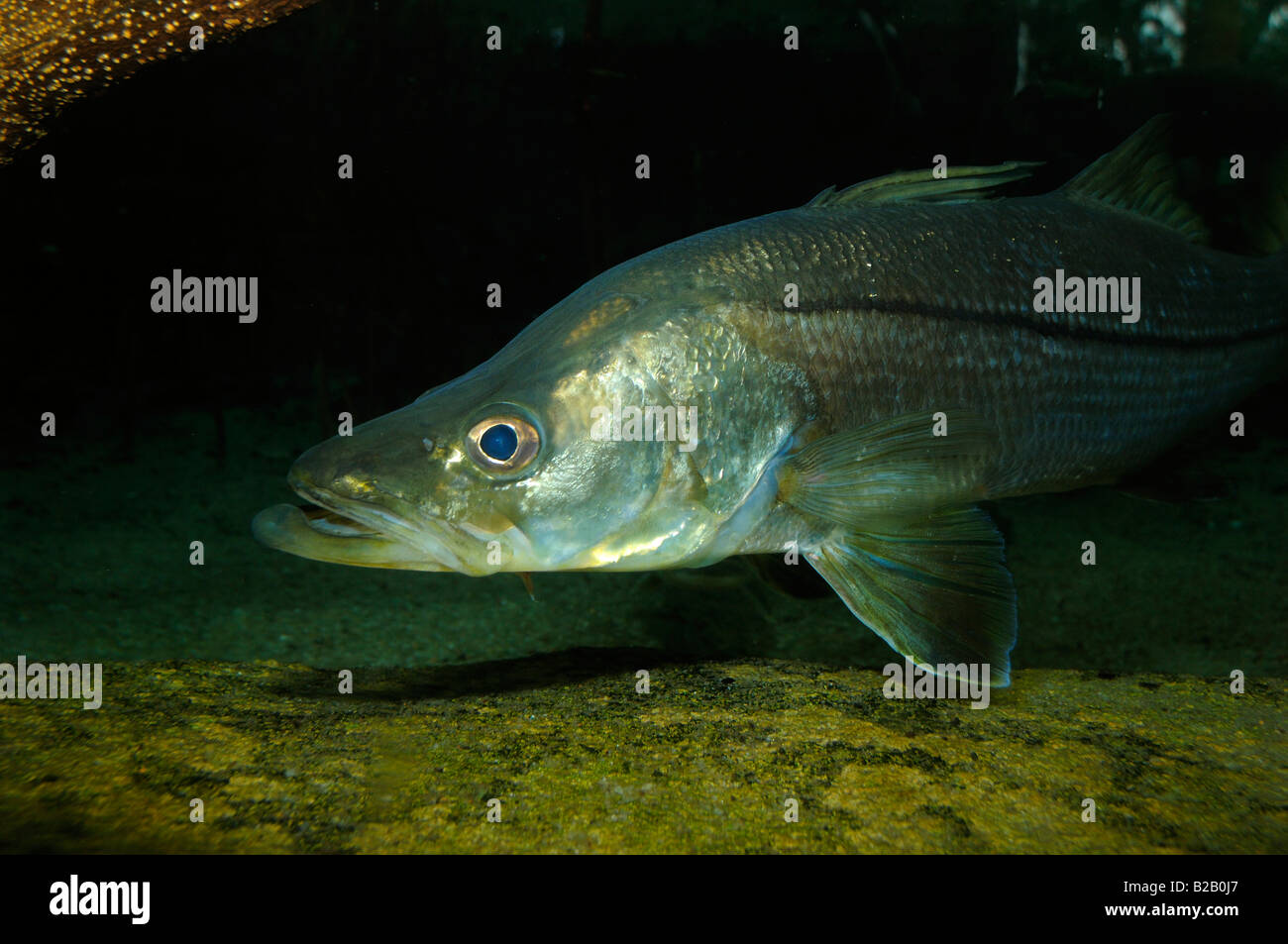Gemeinsamen Snook Centropomus Undecimalis gefangen Florida Stockfoto