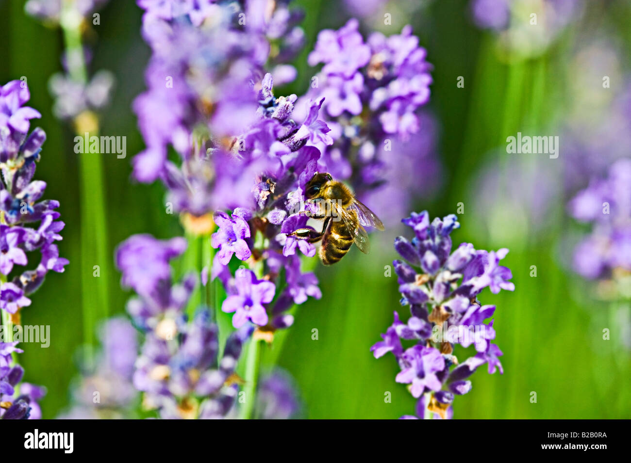 Honigbiene, die ernähren sich von Nektar Lavendel Stockfoto