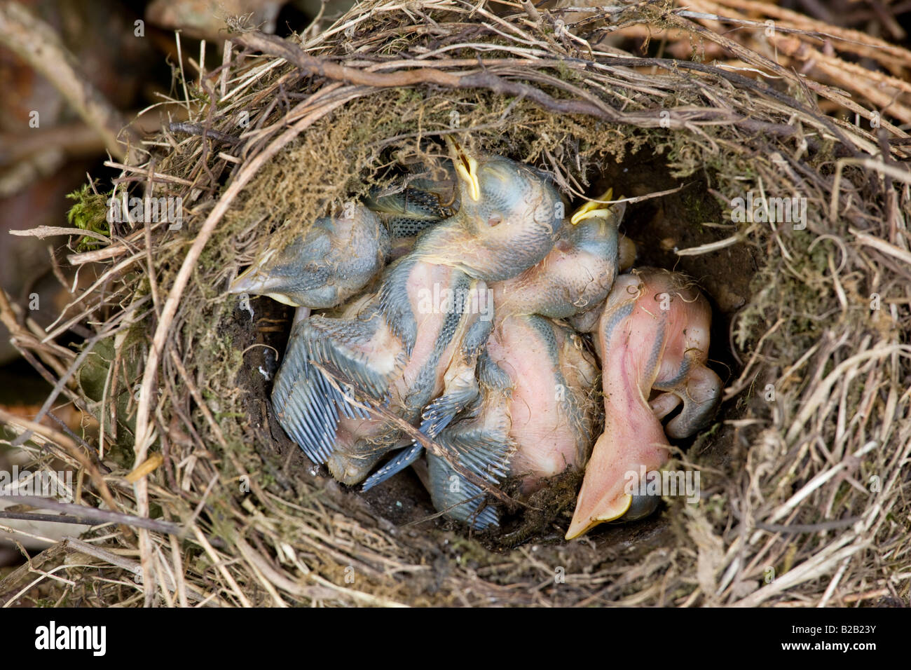 Tote Amsel Nestlinge in verlassenen nest Swinbrook Oxfordshire Vereinigtes Königreich Stockfoto