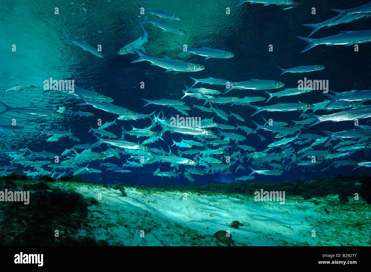 Ladyfish Elops Saurus Glen Silver springs Florida Stockfoto