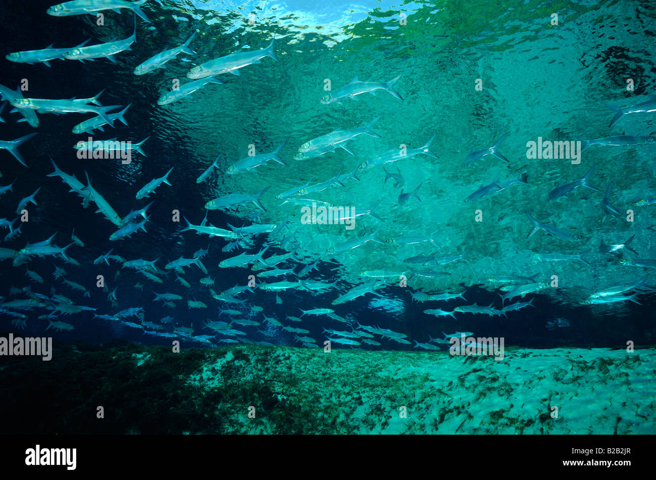 Ladyfish Elops Saurus Glen Silver springs Florida Stockfoto