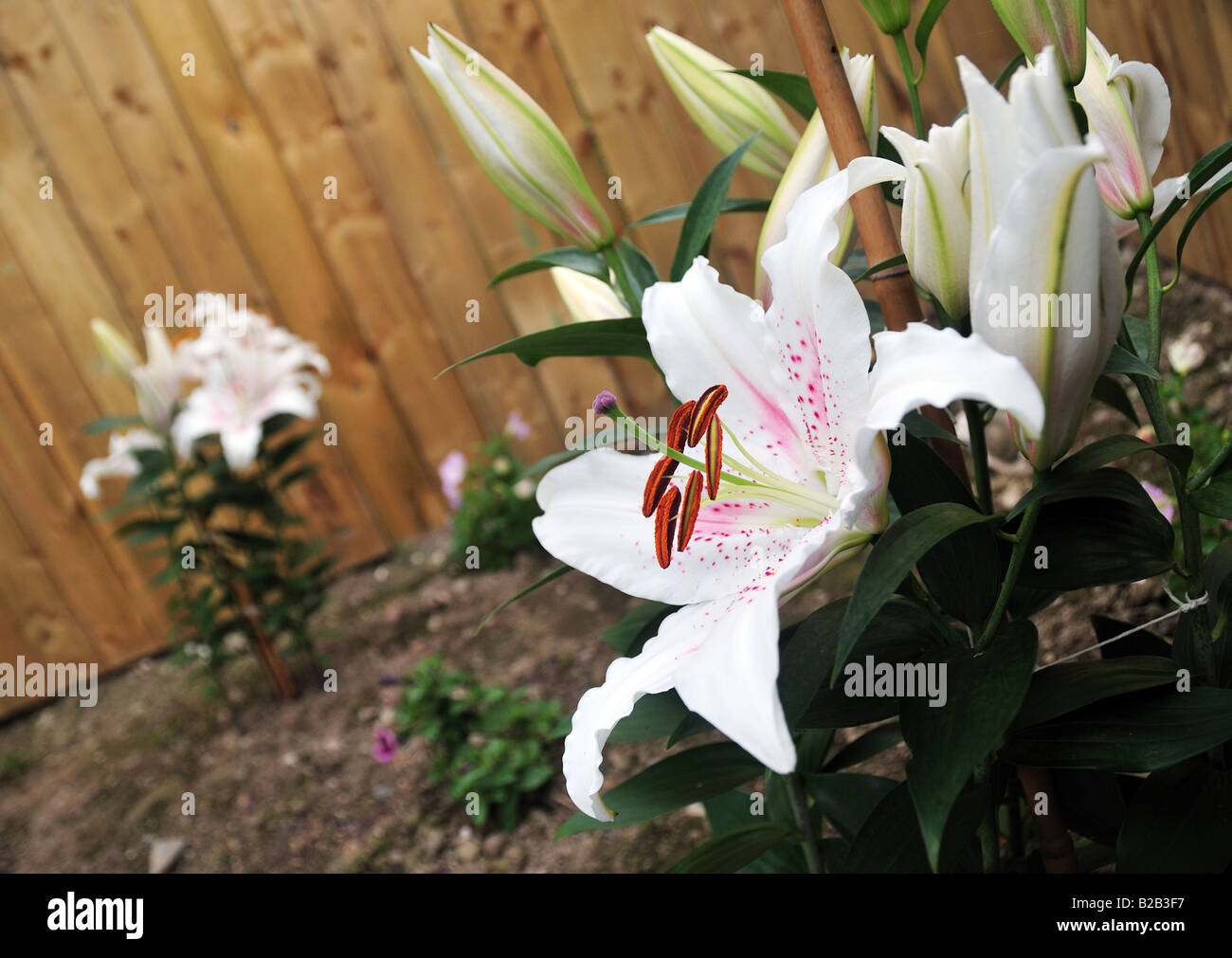 Offene und geschlossene lilien Fotos und Bildmaterial in hoher
