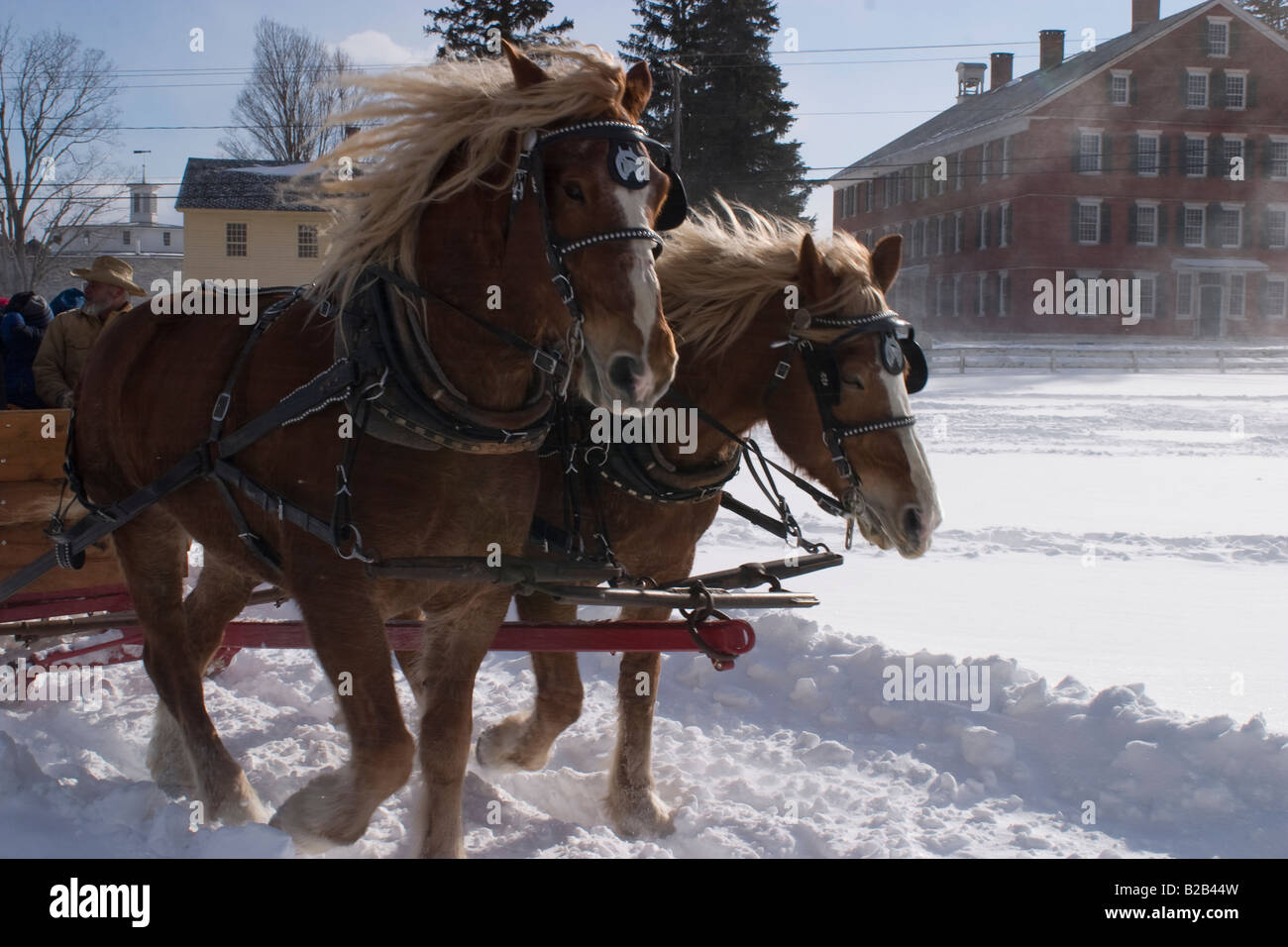 Ein Team von Arbeitspferden im Hancock Shaker Village in Hancock Massachusetts zieht einen Schlitten an einem windigen Wintertag Stockfoto