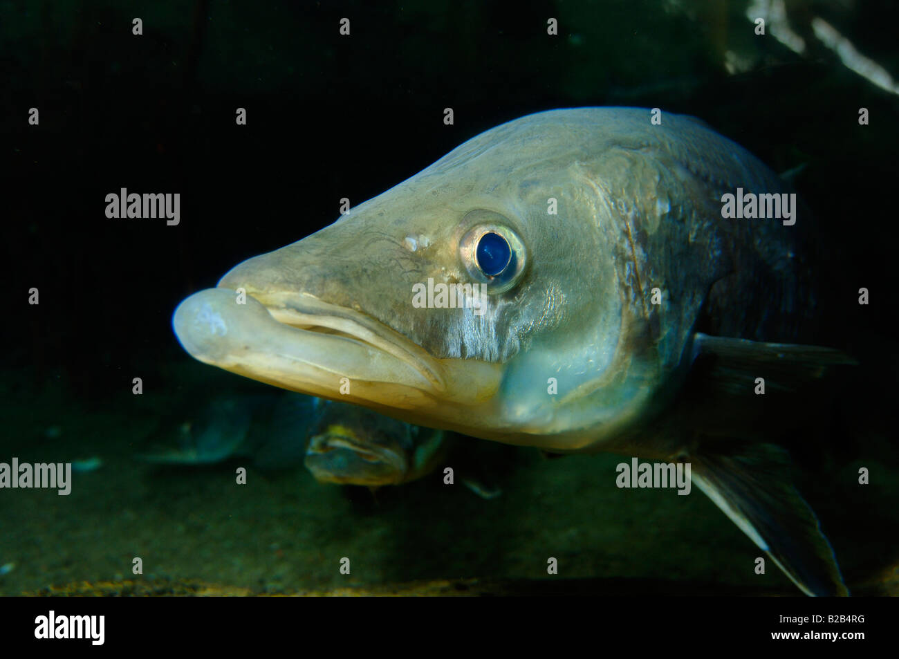 Gemeinsamen Snook Centropomus Undecimalis gefangen Florida Stockfoto