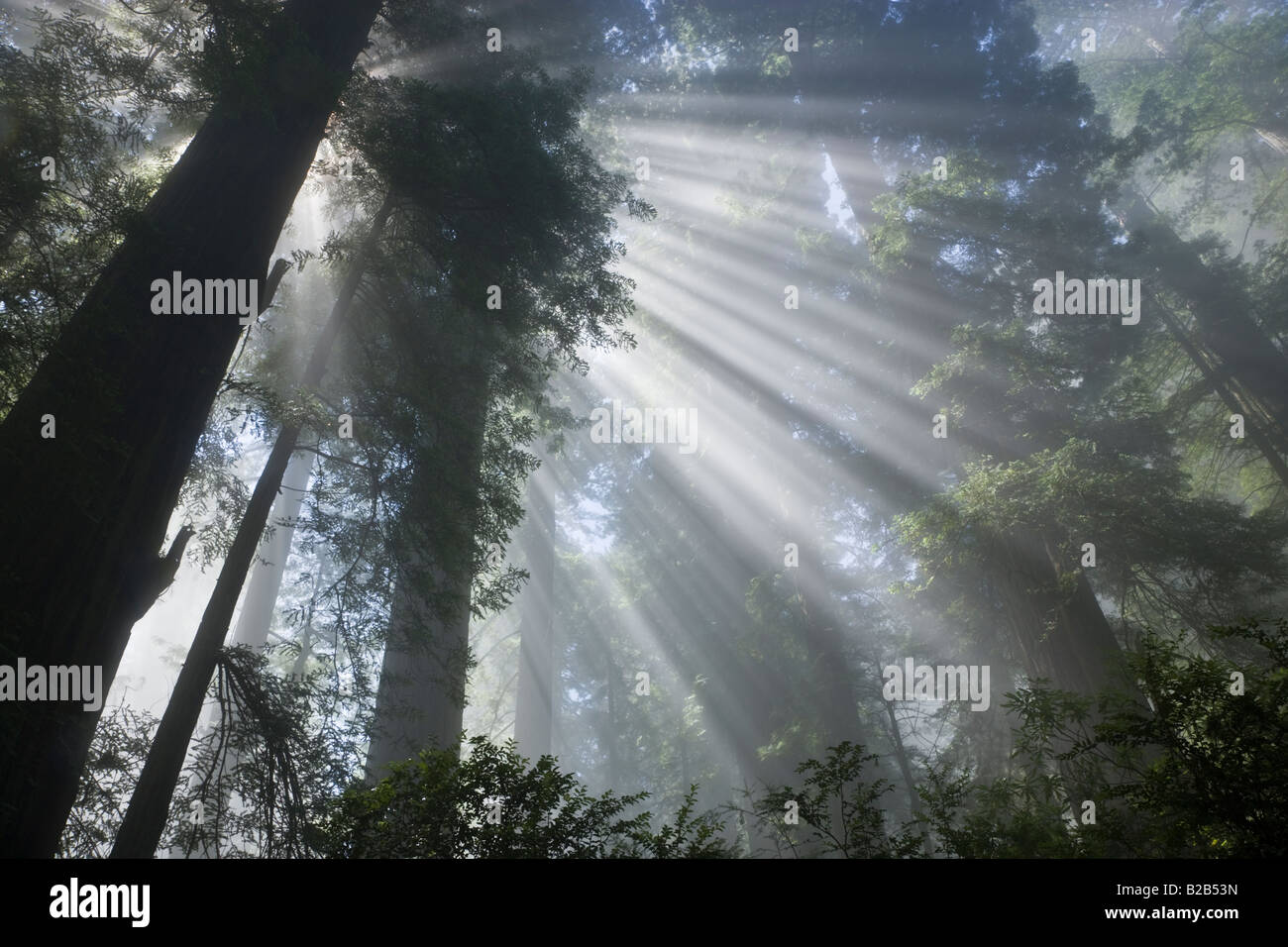 Sonnenstrahlen Filterung durch neblige Redwood Forest Stockfoto