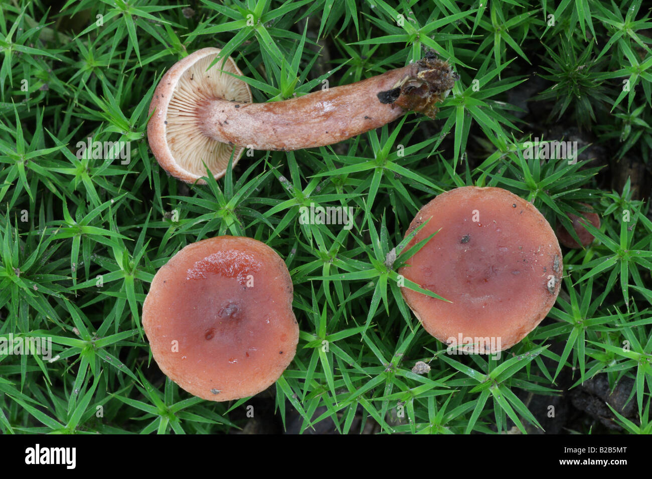 Curry Milkcap - Lactarius camphoratus Stockfoto