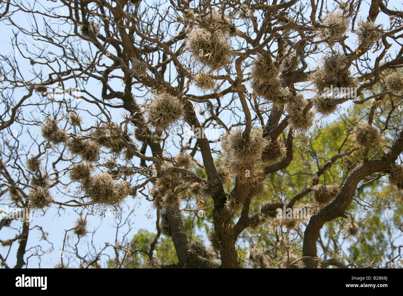 Ball Moos Tillandsia Recurvata mexikanische Luft Pflanze Mitla Oaxaca Staat Mexiko Stockfoto
