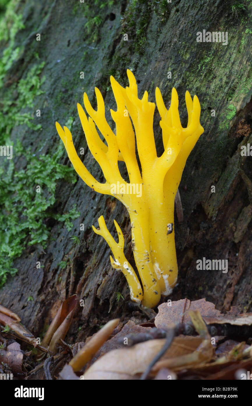 Gelbe Stagshorn - Calocera viscosa Stockfoto