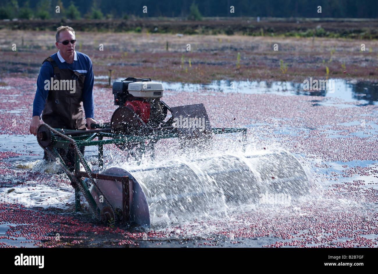 2007 Cranberry Ernte in Port Langley, BC, Kanada Stockfoto