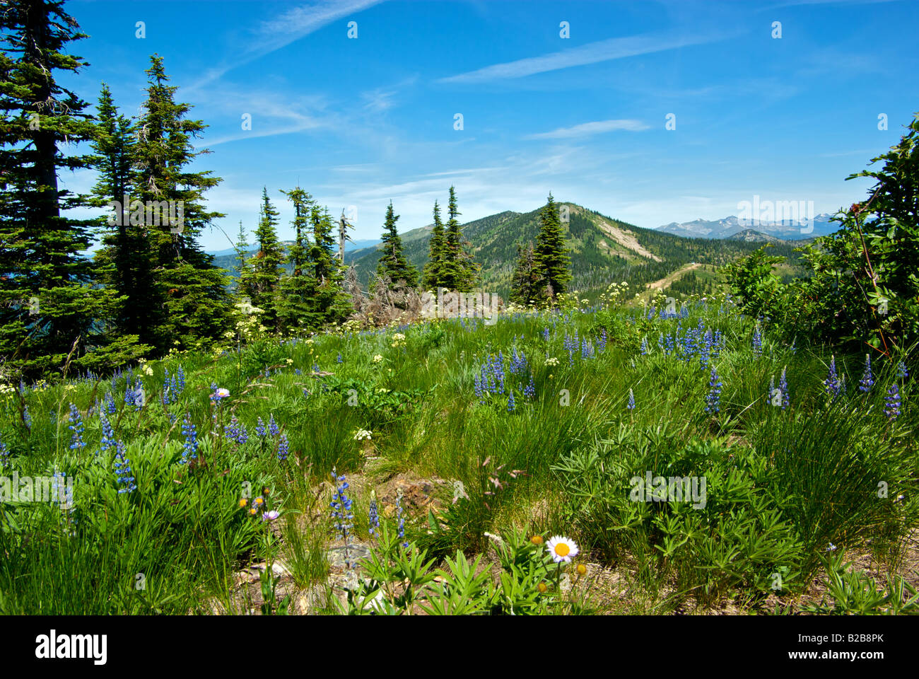 Alpinen Wiese in voller Blüte mit Lupinen und Gänseblümchen auf Schweitzer Berg in der Nähe von Sandpoint, idaho Stockfoto