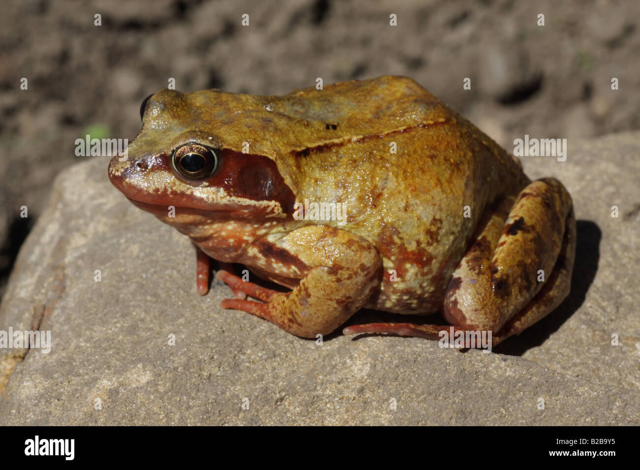 Grasfrosch - Rana temporaria Stockfoto