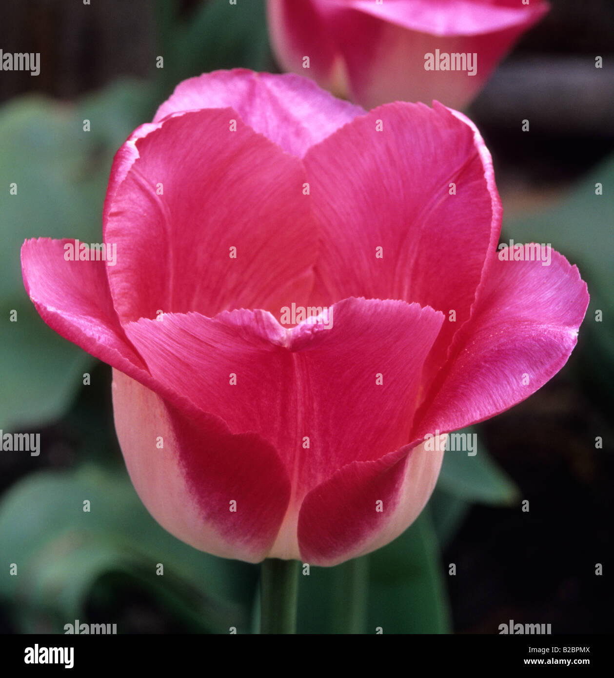 Tulpe Tulipa Seite Polka Stockfoto