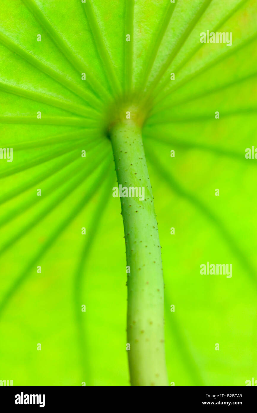 Grüne Lotusblatt von unten fotografiert Stockfoto