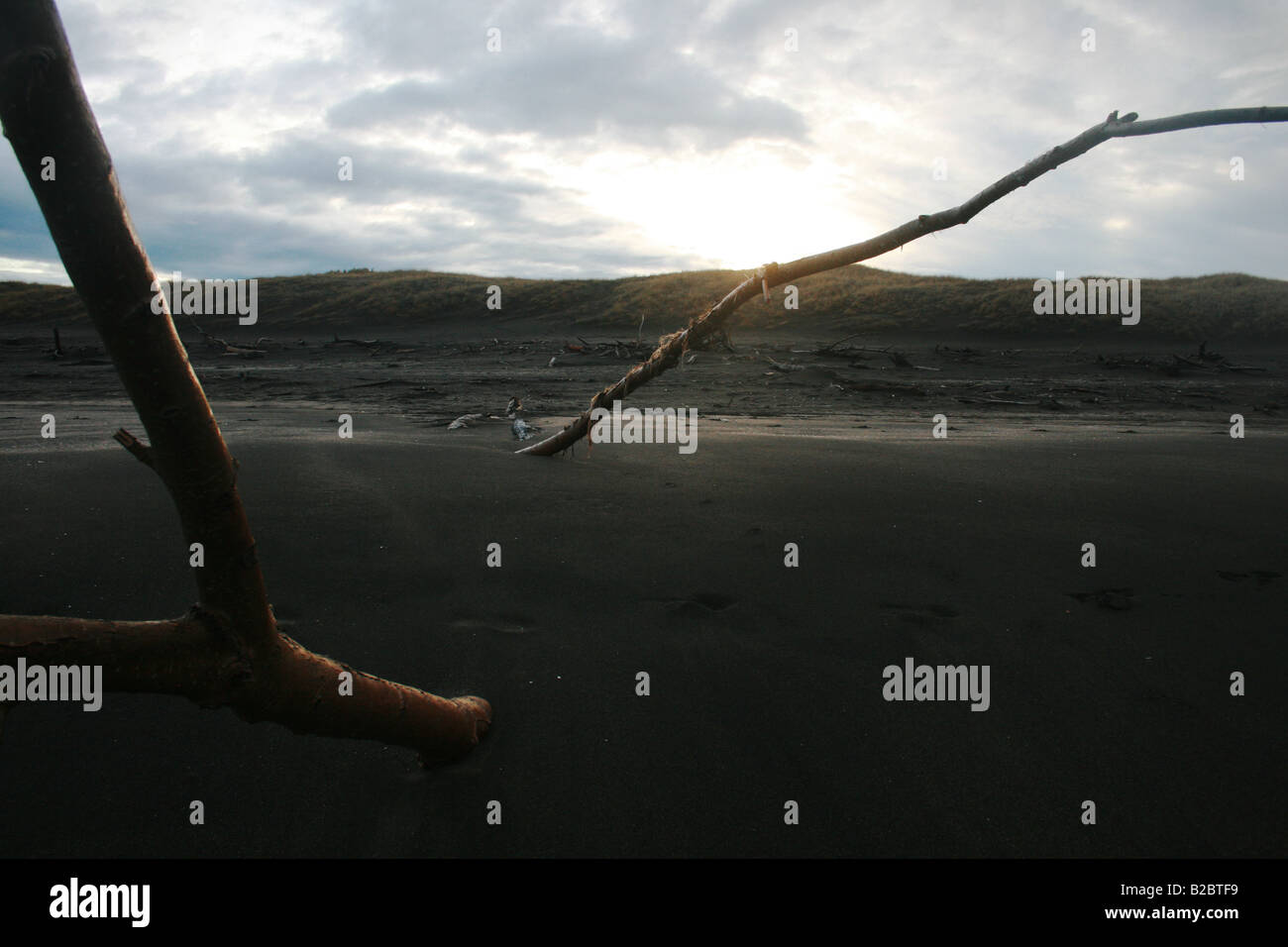 Ein Treibholz stumpf beleuchtet durch die aufgehende Sonne am schwarzen Sandstrand in Castlecliff, Wanganui, Neuseeland. Stockfoto