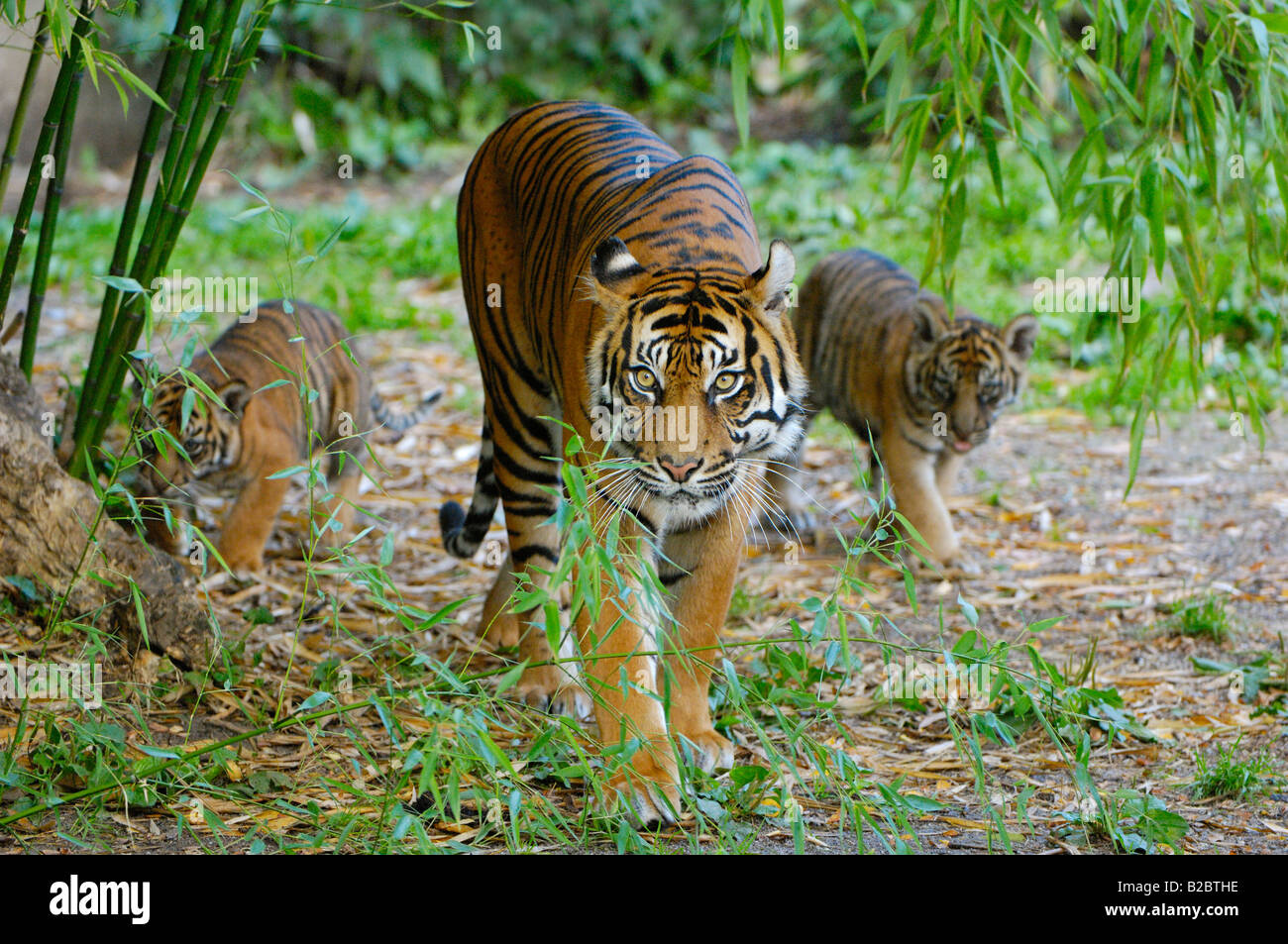 Sumatra-Tiger (Panthera Tigris Sumatrae) Stockfoto