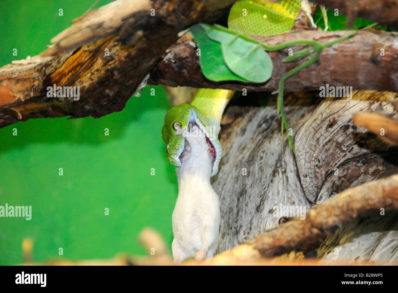 Morelia Viridis oder grüne Baumpython (Chondropython Viridis), Fütterung, Zoo, Bayern, Deutschland, Europa Stockfoto