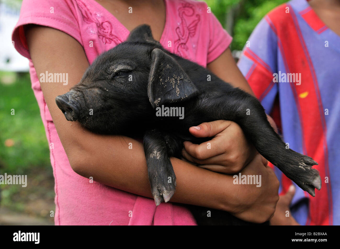 Katastrophenübung Prävention, Evakuierung nach einem Hurrikan, Mädchen hält ein Ferkel, Somotillo, Chinandega, Nicaragua, zentrales bin Stockfoto