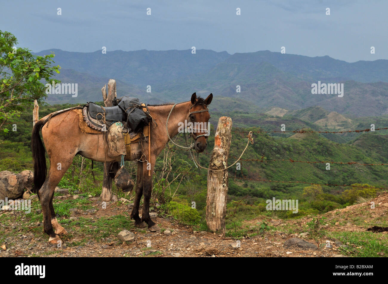 Pferd, bergige Region, Esteli, Nicaragua, Mittelamerika Stockfoto