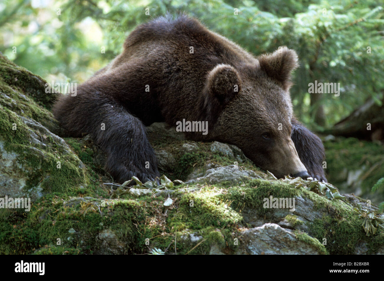 Eurasische Braunbären (Ursus Arctos Arctos) liegt auf einem Felsen, Porträt Stockfoto