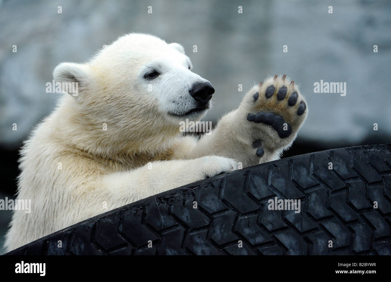 Junge Eisbären WILBAER (Ursus Maritimus), Wilhelma Stuttgart Zoo, Baden-Württemberg, Deutschland, Europa Stockfoto