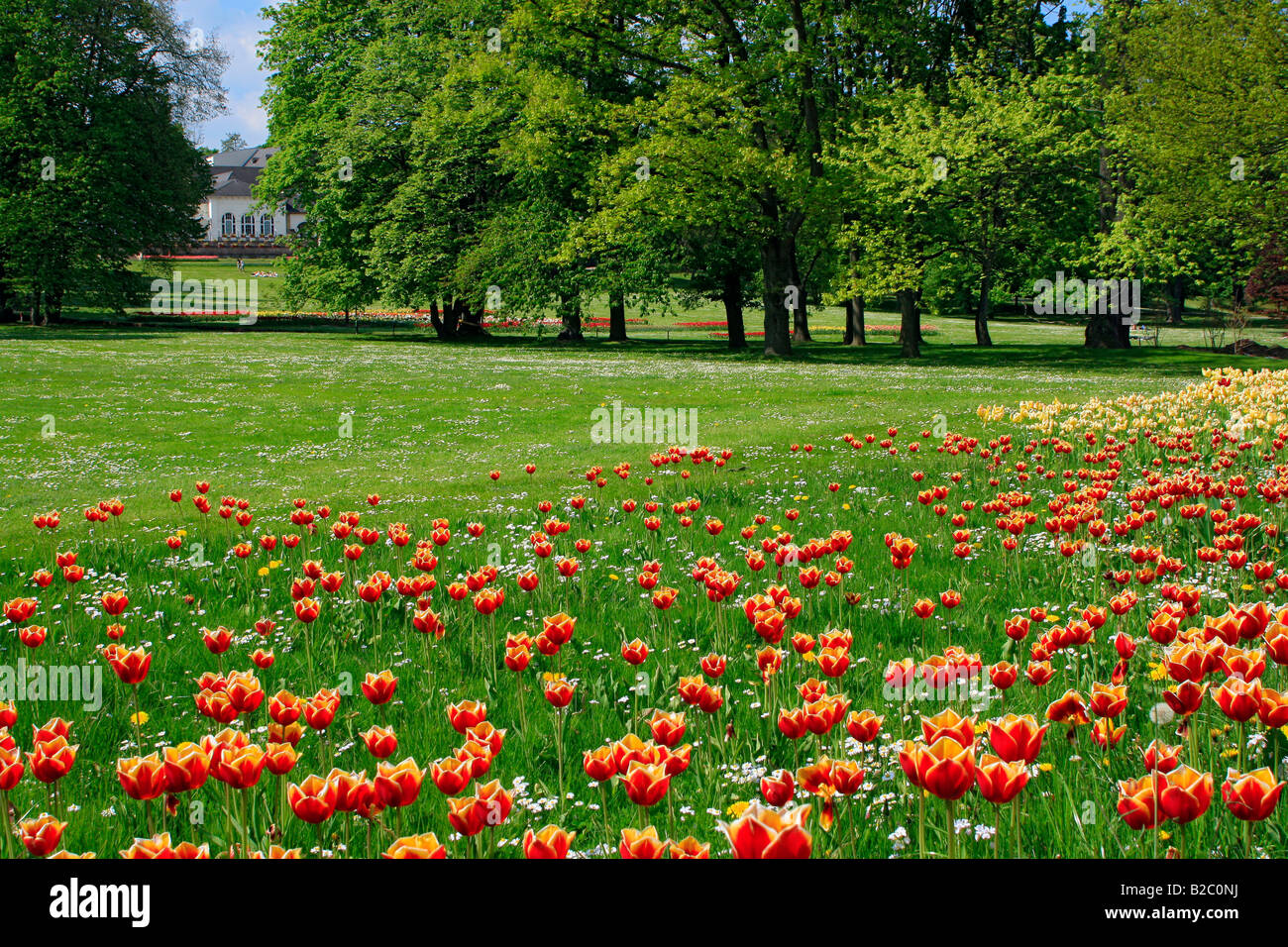 Tulpen blühen in englischer Sprache angelegten Garten, Kurhaus, Kurhaus, und Alter Baumbestand an der Rückseite, Kurpark Bad Nauheim, Bad Nau Stockfoto