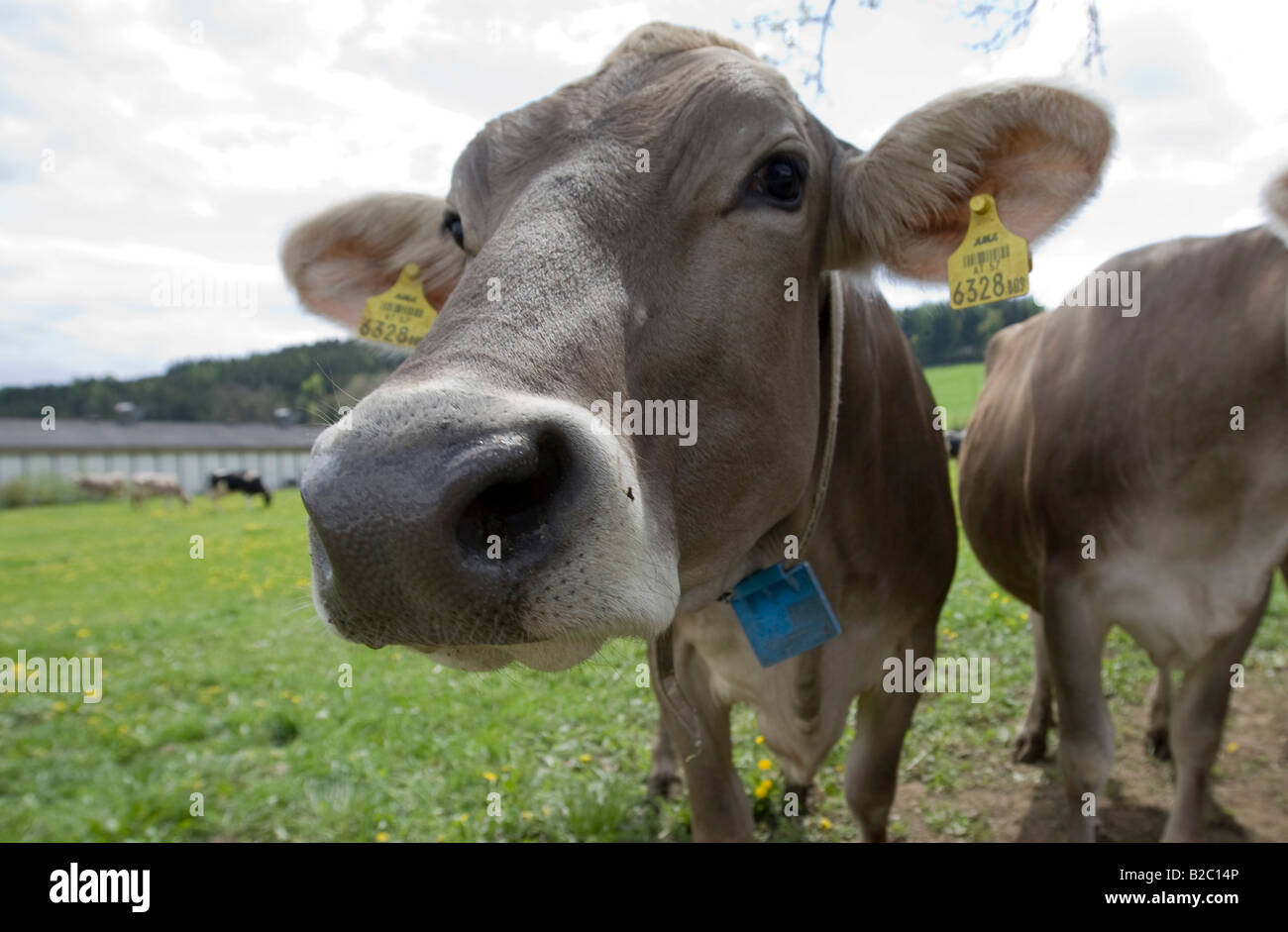 Kuh, beschriftet mit zwei Ohrmarken, gemäß dem Gesetz zur Kennzeichnung von Tieren, Steiermark, Österreich, Europa Stockfoto