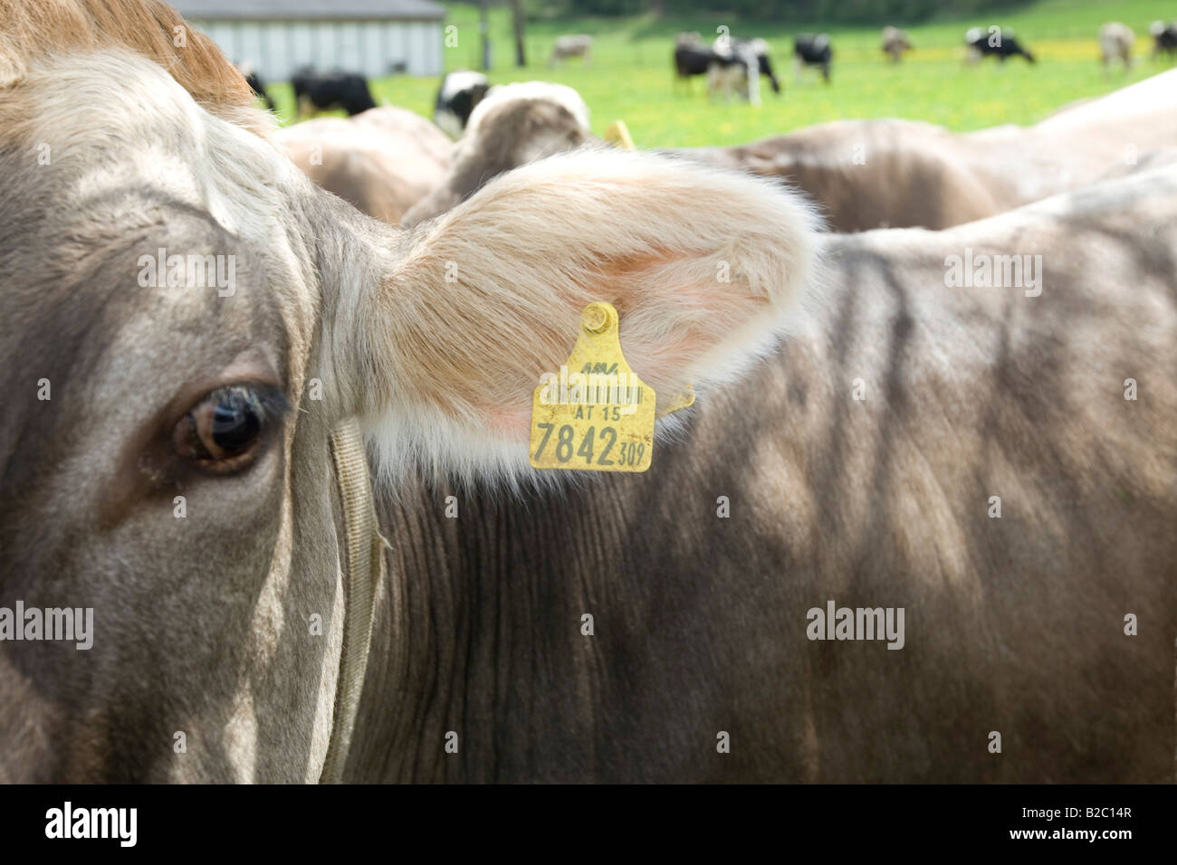 Kuh, beschriftet mit zwei Ohrmarken, gemäß dem Gesetz zur Kennzeichnung von Tieren, Steiermark, Österreich, Europa Stockfoto