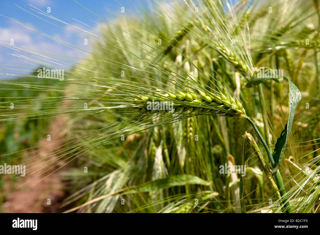 Gerste (Hordeum Vulgare) Stockfoto