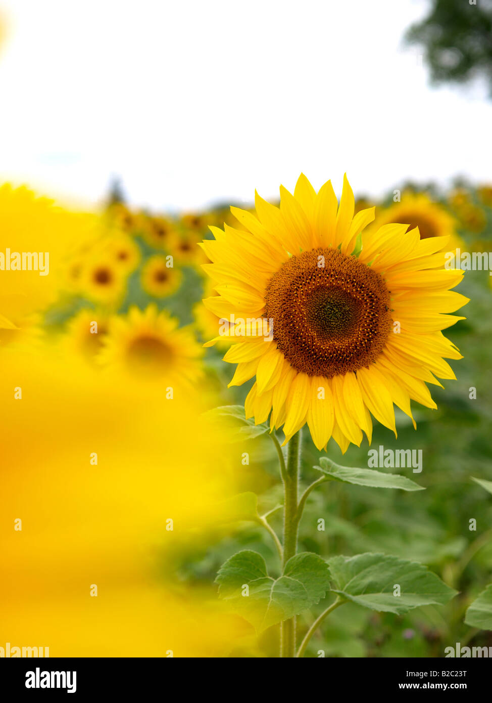 Helianthus Annuus, gewöhnliche Sonnenblume Stockfoto