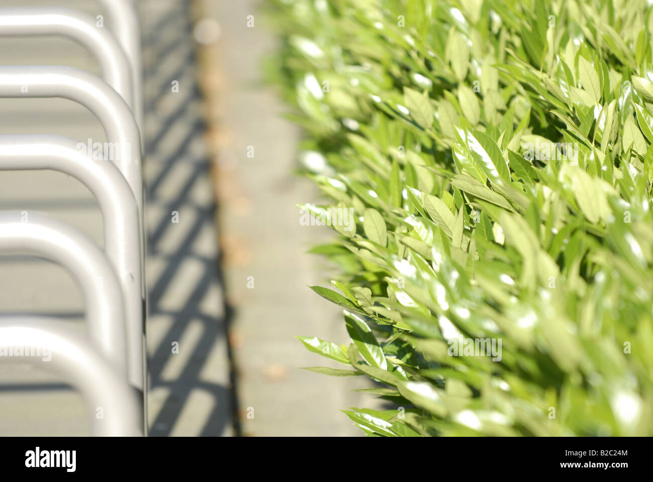 Fahrradständer mit Zwergmispel Hecke Stockfoto