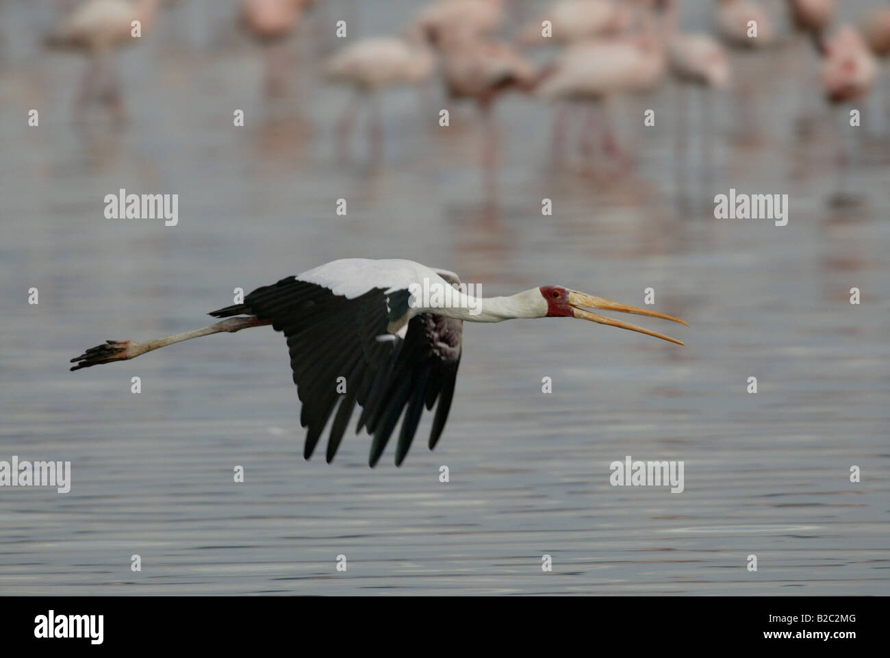 Afrikanische Holz-Storch oder Yellow-billed Stork (Ibis Ibis), Tiefflug über Lake Nakuru, Kenia, Afrika Stockfoto